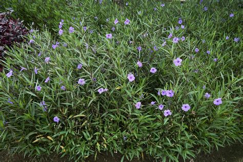 A garden filled with purple flowers that blooming in spring. Ruellia ...