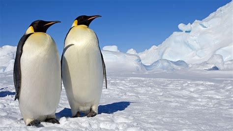 Penguin Wallpaper Screensavers (56+ images)