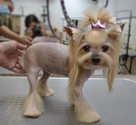 Image Gallery of Yorkie Haircut Bow Wow Yorkie Poo | Best Yorkie ...