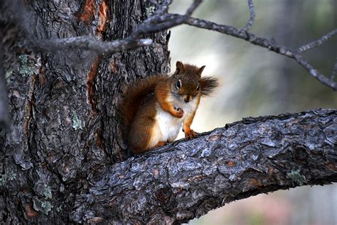 Red Squirrel - Tamiasciurus hudsonicus - NatureWorks