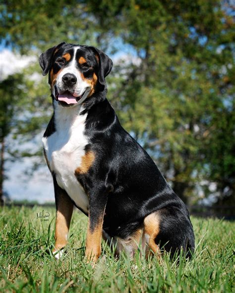 Greater Swiss Mountain Dog from the Swiss Alps