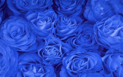 Blue Rose Background (41+ pictures) - WallpaperSet