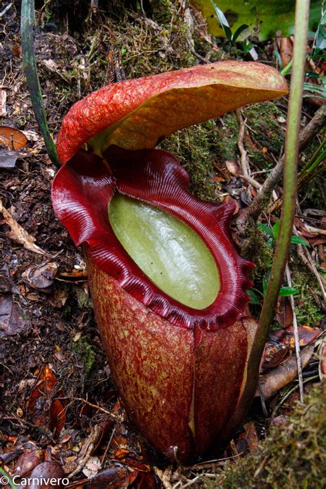 Nepenthes rajah, BE-3152 – Carnivero