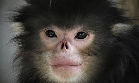 New protected area raises hopes for critically endangered monkey