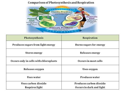 Cellular Respiration And Photosynthesis Comparison