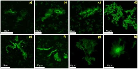 Two-photon excitation microscopy images for aggregates obtained from ...