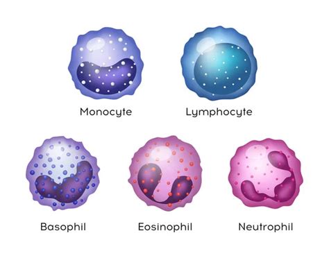 Ilustración vectorial de monocitos, linfocitos, eosinófilos ...