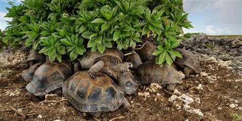 What Is The Oldest Living Thing On Earth Right Now - The Earth Images ...