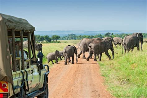 How to Plan a Guided Game Drive in Uganda