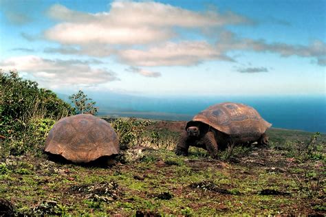 Phoebettmh Travel: (Ecuador) – Galápagos wildlife spotting: why you ...