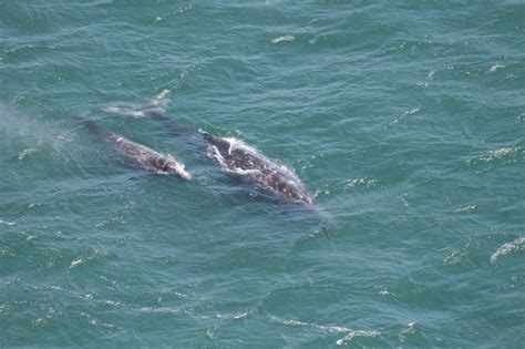 Gray Whales at Point Reyes - Point Reyes National Seashore (U.S ...