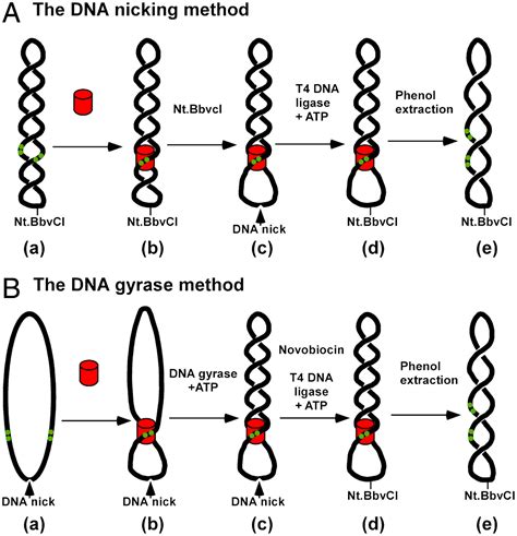 Dividing a supercoiled DNA molecule into two independent topological ...