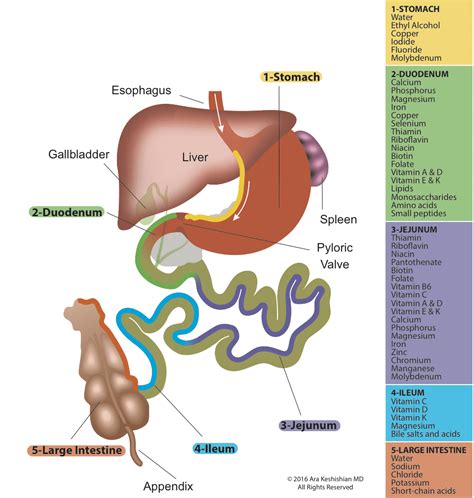 [DIAGRAM] Diagram Of Small Intestine - MYDIAGRAM.ONLINE