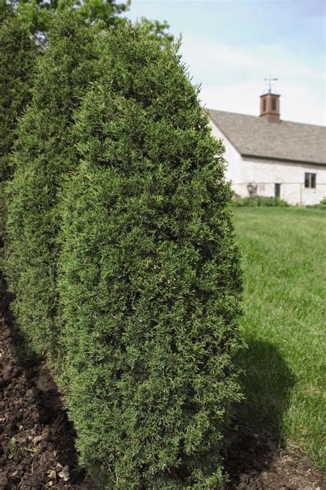 Taylor Juniper - Plant Library - Pahl's Market - Apple Valley, MN