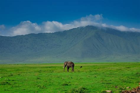 What To Expect On A Ngorongoro Crater Safari: Ultimate Guide