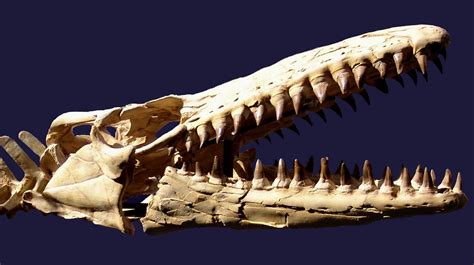 Mosasaurus beaugei systematic paleontology SQUAMATA Oppel, 1811 ...