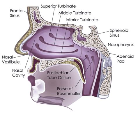 Nose Anatomy And Function