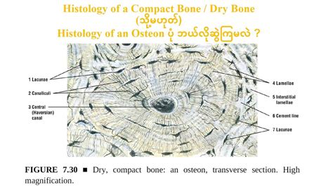 How to draw histology of an osteon ? - YouTube