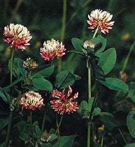 Clover | Medicinal Uses, Nutritional Benefits & Cultivation | Britannica