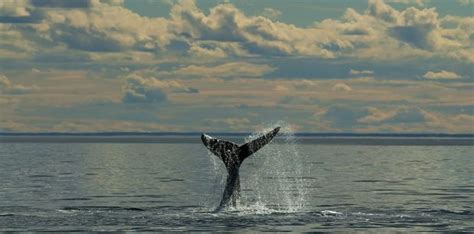 Whale Watching Charter Destinations - Yacht Charter News and Boating Blog