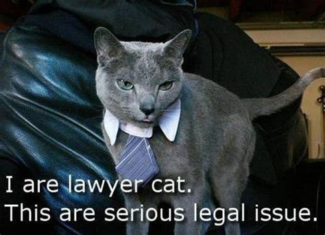 ‘Lawyer Cat’ Meme In Threat To ‘Lawyer Dog’ Supremacy | Lawyer meme ...