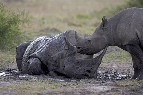 Black Rhino — Mara Conservancy