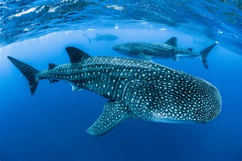 Shipping poses significant threat to the endangered whale shark ...