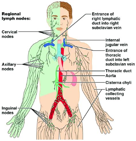 Diagram Of The Lymphatic System