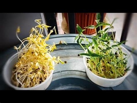 Monggo Seeds | GERMINATION | PERFORMANCE TASK IN SCIENCE - YouTube