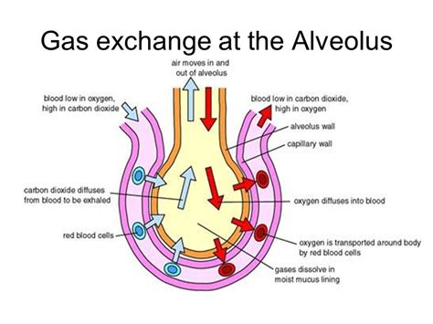 gas exchange Diagram | Quizlet