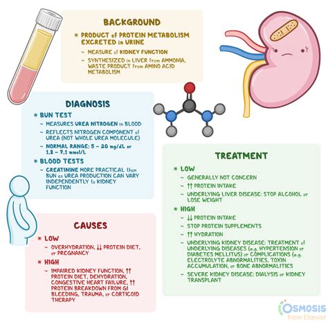 Blood Urea Nitrogen (BUN): What Is It, Causes | Osmosis