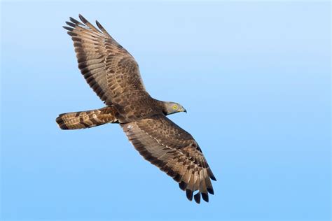 Focus on: European Honey Buzzard - BirdGuides