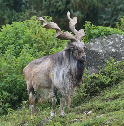 Markhor | Interesting animals, Unique animals, Weird animals