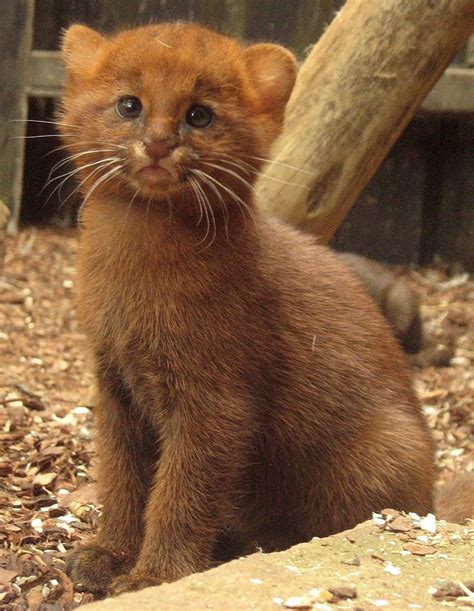 26 best Cat Profile: Jaguarundi images on Pinterest | Big cats, Wild ...