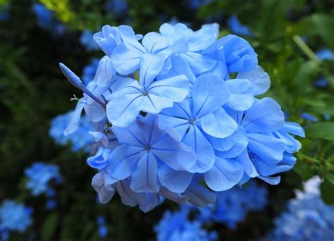 Cape leadwort (Plumbago auriculata) - Dear Plants