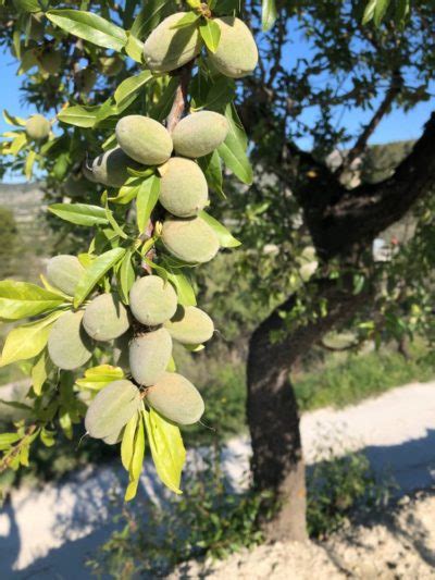 Almond Trees Can Be Tricky To Grow - Here Are Some Important Guidelines ...