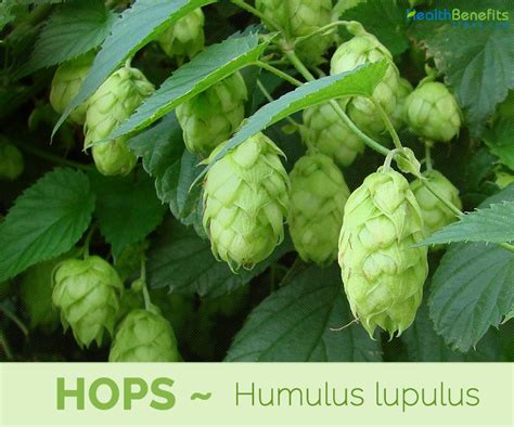 Hops facts and health benefits