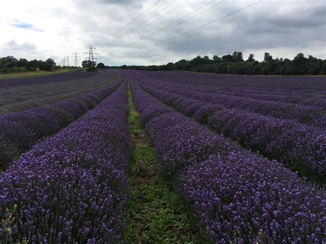 rows and rows of lavender : r/mildlyinteresting