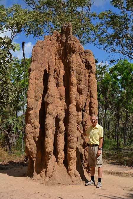 Mound building termites - Alchetron, the free social encyclopedia