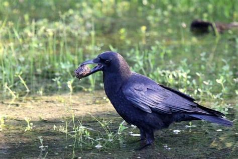 American Crow-Appearance, Habitat,Behavior,Nesting,Diet