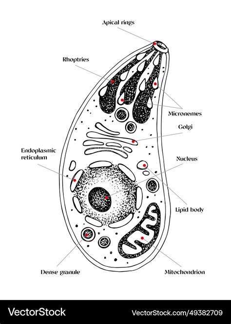 Toxoplasma gondii diagram sketch Royalty Free Vector Image