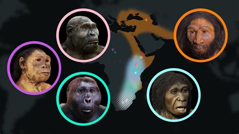 Video: Seven Million Years of Human Evolution - American Museum of ...