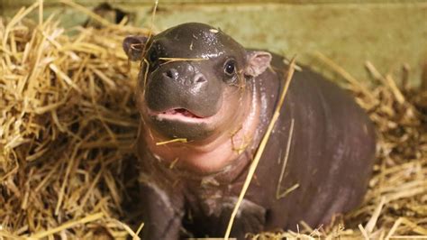 Adorable baby pygmy hippo born - YouTube