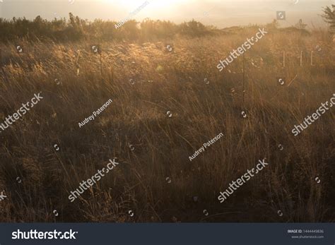 444 Highveld Landscape Images, Stock Photos & Vectors | Shutterstock