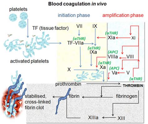 Fibrinogen - Health Jade