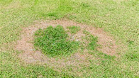 How To Prevent And Treat A Necrotic Ring Spot On Your Lawn