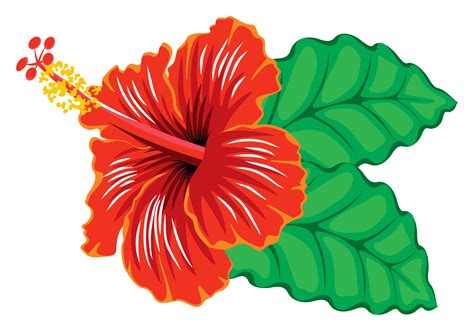 Moana clipart flower puerto rico, Moana flower puerto rico Transparent ...