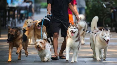 Saiba quais são os nomes de pets mais populares no Brasil