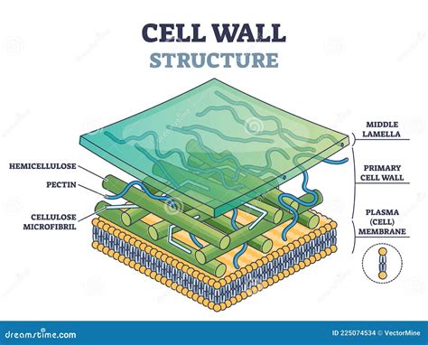 Cell Wall Structure with Plant Cellular Parts Description Outline ...