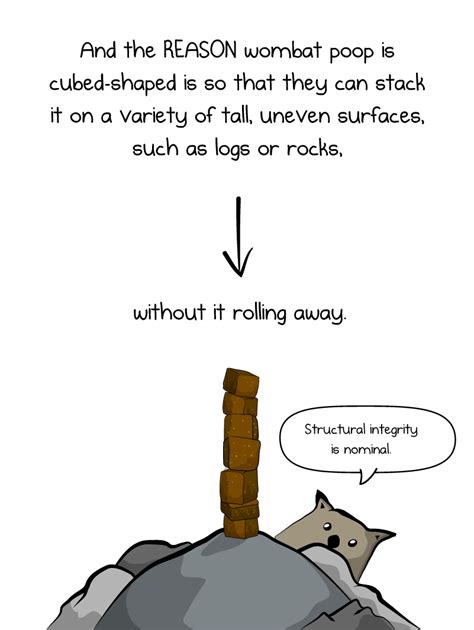 We need to have a conversation about wombats - The Oatmeal